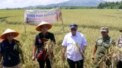 Kolaborasi Pemda Jepara – BRIN – PGN Hasilkan 176 Ton Gabah, Panen Biosalin Jepara Lampaui Target