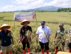 Kolaborasi Pemda Jepara – BRIN – PGN Hasilkan 176 Ton Gabah, Panen Biosalin Jepara Lampaui Target