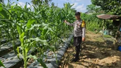 Perkuat Ketahanan Pangan Desa, Bhabinkamtibmas Polsek Loa Janan Turun ke Ladang Dampingi Petani Jagung
