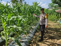 Perkuat Ketahanan Pangan Desa, Bhabinkamtibmas Polsek Loa Janan Turun ke Ladang Dampingi Petani Jagung