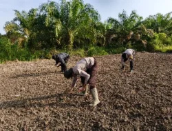 Dukung Swasembada Pangan 2026, Polsek Kenohan Tanam Jagung Serentak di Lahan Satu Hektar