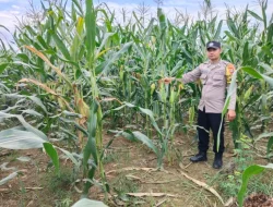 Dukung Ketahanan Pangan Nasional, Polsek Muara Wis Pantau Langsung Pertumbuhan Tanaman Jagung di Desa Sebemban