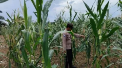 Dukung Kedaulatan Pangan, Polsek Muara Wis Pantau Intensif Lahan Pertanian Desa Sebemban