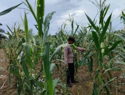 Dukung Kedaulatan Pangan, Polsek Muara Wis Pantau Intensif Lahan Pertanian Desa Sebemban