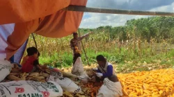 Sinergi Polri dan Petani, Polsek Samboja Dampingi Panen Raya Jagung Binaan di Sungai Merdeka