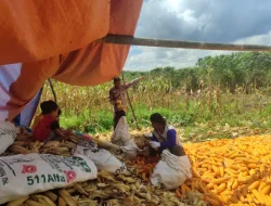 Sinergi Polri dan Petani, Polsek Samboja Dampingi Panen Raya Jagung Binaan di Sungai Merdeka