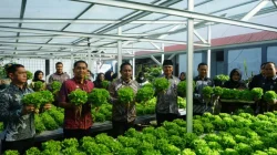 Dukung Asta Cita Presiden, Lapas Makassar Hijaukan Pembinaan Melalui Panen Selada Untuk Ketahanan Pangan Nasional
