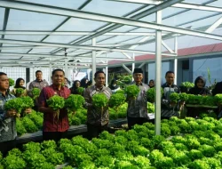 Dukung Asta Cita Presiden, Lapas Makassar Hijaukan Pembinaan Melalui Panen Selada Untuk Ketahanan Pangan Nasional