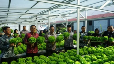 Dukung Asta Cita Presiden, Lapas Makassar Hijaukan Pembinaan Melalui Panen Selada Untuk Ketahanan Pangan Nasional