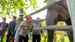 Kapolda Riau Namai Anak Gajah Tesso Nilo “Nona Seroja”, Simbol Harapan Baru Konservasi