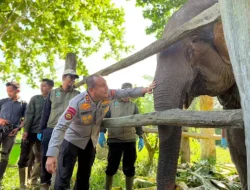 Kapolda Riau Namai Anak Gajah Tesso Nilo “Nona Seroja”, Simbol Harapan Baru Konservasi