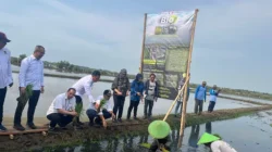 Dari Padi Biosalin Ke Minapadi Salin, PGN – BRIN – Pemkab Batang Dorong Nilai Ekonomi Lahan Pesisir Batang