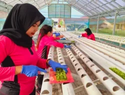 Dukung Ketahanan Pangan, Polsek dan Bhayangkari Loa Kulu Tanam Ratusan Bibit Hidroponik