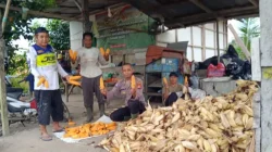 Dukung Ketahanan Pangan, Polsek Muara Jawa Laksanakan Panen Jagung