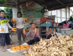 Dukung Ketahanan Pangan, Polsek Muara Jawa Laksanakan Panen Jagung