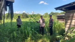 Dukung Keberhasilan Program Ketahanan Pangan, Polsek Kenohan Laksanakan Monitoring Pertumbuhan Jagung Di Desa Kahala