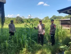 Dukung Keberhasilan Program Ketahanan Pangan, Polsek Kenohan Laksanakan Monitoring Pertumbuhan Jagung Di Desa Kahala