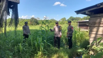 Dukung Keberhasilan Program Ketahanan Pangan, Polsek Kenohan Laksanakan Monitoring Pertumbuhan Jagung Di Desa Kahala