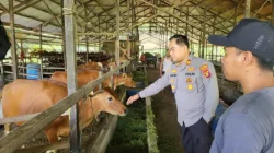 Dekatkan Diri Dengan Peternak, Kapolsek Loa Kulu Pantau Kamtibmas dan Potensi Ekonomi Desa Loh Sumber