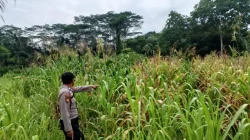 Dukung Program Ketahanan Pangan, Polsek Muara Wis Laksanakan Pengecekan Lahan Jagung Di Desa Lebak Cilong