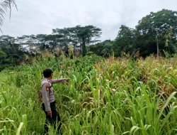 Dukung Program Ketahanan Pangan, Polsek Muara Wis Laksanakan Pengecekan Lahan Jagung Di Desa Lebak Cilong
