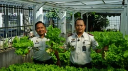 Dukung Asta Cita Presiden, Lapas Makassar Perkuat Ketahanan Pangan melalui Panen Selada Hasil Pembinaan Warga Binaan