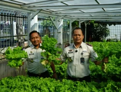 Dukung Asta Cita Presiden, Lapas Makassar Perkuat Ketahanan Pangan melalui Panen Selada Hasil Pembinaan Warga Binaan