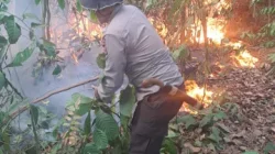 Bara Batubara Kembali Menyala, 2 Hektare Lahan di Loa Janan Terbakar