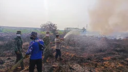 Api Mengganas di Lahan Gambut Sanga Sanga, Tim Gabungan Berjuang 6 Jam Selamatkan Lingkungan