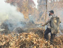 Sudah Berkali-kali Dipadamkan, Api Kembali Muncul di Lahan Gambut Dekat Tol Balsam