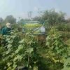 Satu Hektare Lahan Jadi Harapan, Hanpangan TMMD Ke-129 Tanam Timun, Cabai dan Terong