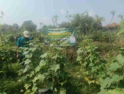 Satu Hektare Lahan Jadi Harapan, Hanpangan TMMD Ke-129 Tanam Timun, Cabai dan Terong