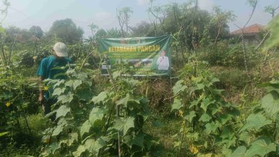 Satu Hektare Lahan Jadi Harapan, Hanpangan TMMD Ke-129 Tanam Timun, Cabai dan Terong