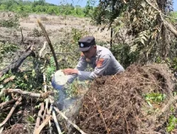 Api Membesar Saat Clearing Lahan, Polisi dan MPA Bergerak Cepat Padamkan Karhutla di Samboja