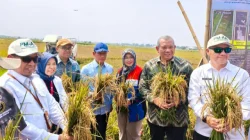 Bertahan Hadapi El Nino dan Lahan Salin, BRIN-PGN-Pemkab Batang Panen Raya 166,5 Ton Padi Biosalin