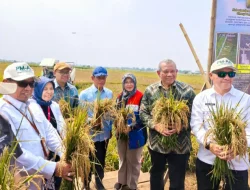 Bertahan Hadapi El Nino dan Lahan Salin, BRIN-PGN-Pemkab Batang Panen Raya 166,5 Ton Padi Biosalin