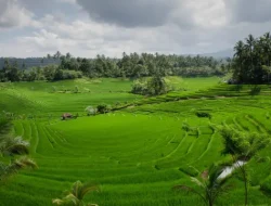 Lampaui Target, LP2B Capai 87,63% di Momen Peringatan 66 Tahun UUPA
