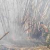 Babinsa Gerak Cepat Padamkan Kebakaran Lahan Bambu di Bojongmangu, Api Meluas Diterjang Angin