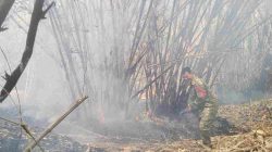 Babinsa Gerak Cepat Padamkan Kebakaran Lahan Bambu di Bojongmangu, Api Meluas Diterjang Angin